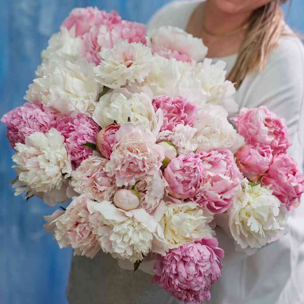 Pionmix Romantic