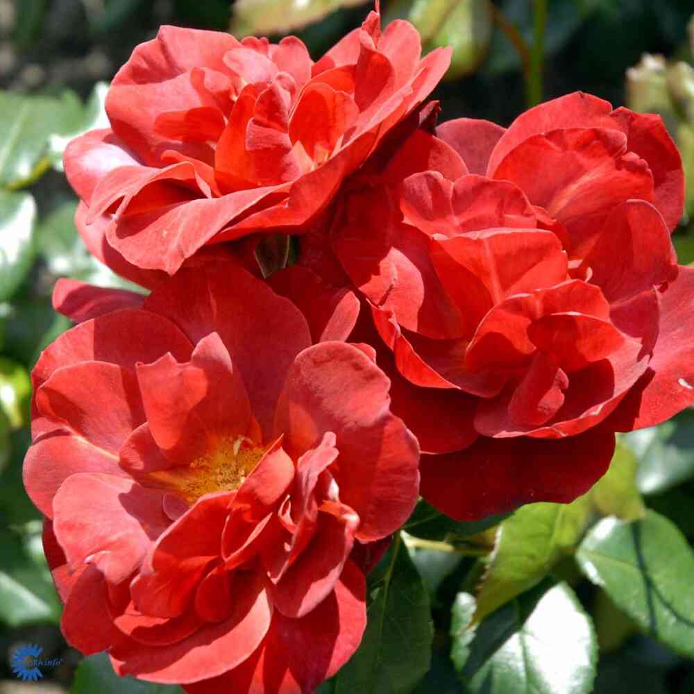 Floribundaros 'Hot Chocolate'