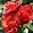 Floribundaros 'Hot Chocolate'