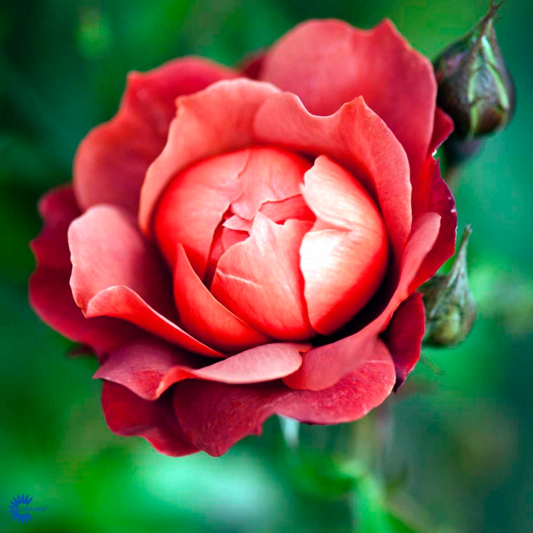 Floribundaros 'Hot Chocolate'