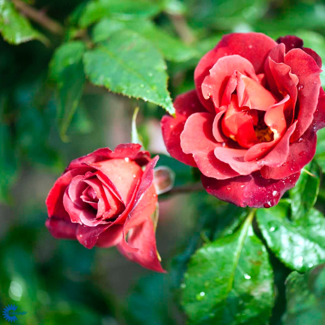 Floribundaros 'Hot Chocolate'