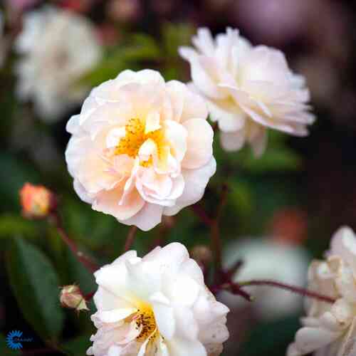 Moschata-ros 'Ghislaine de Feligonde'