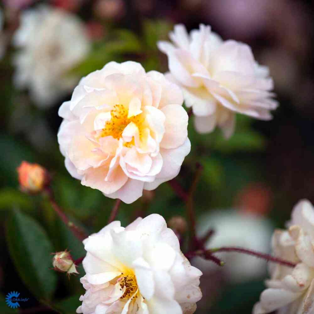 Moschata-ros 'Ghislaine de Feligonde'