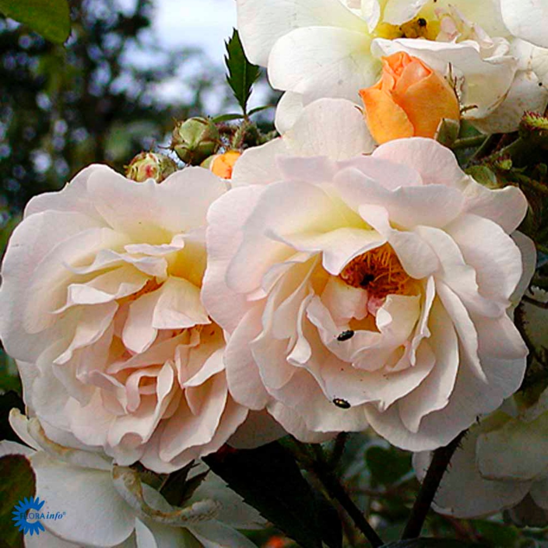 Moschata-ros 'Ghislaine de Feligonde'