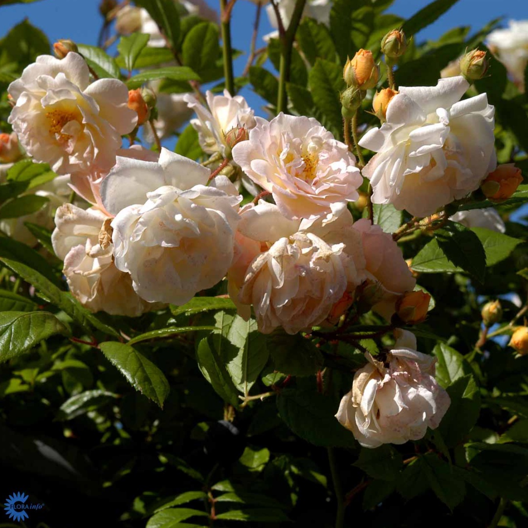 Moschata-ros 'Ghislaine de Feligonde'