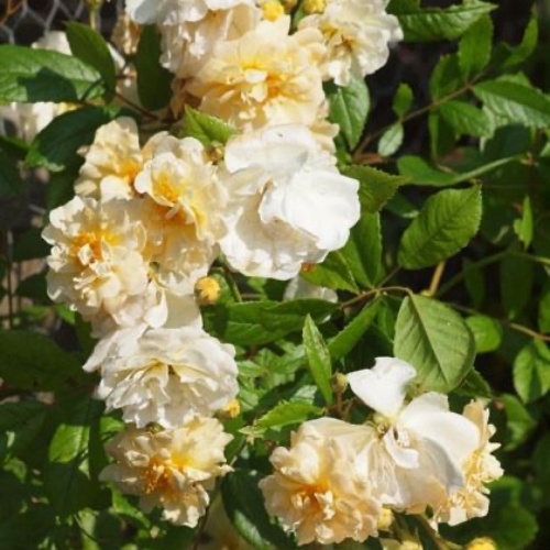 Moschata-ros 'Ghislaine de Feligonde'