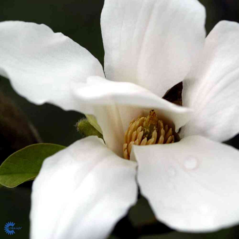 Japansk magnolia