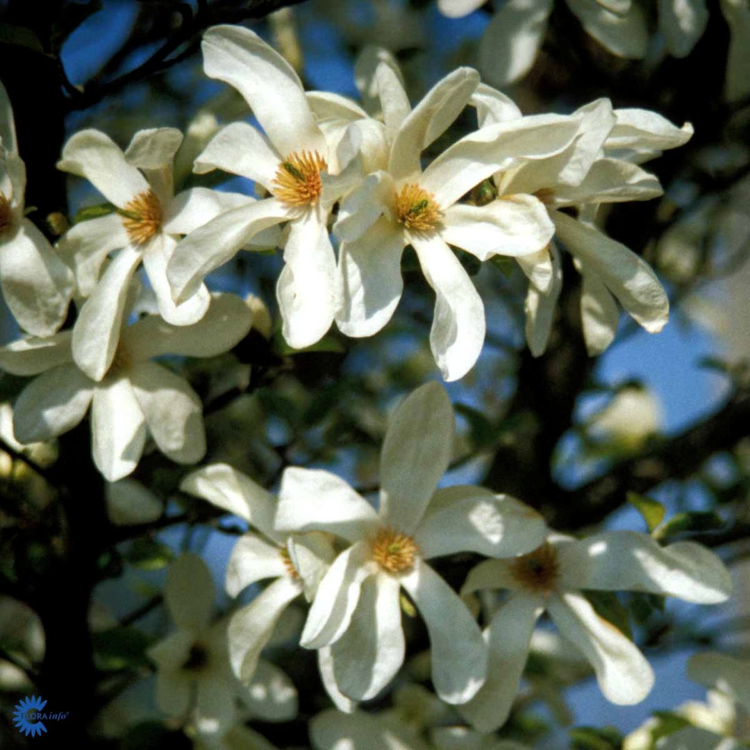 Japansk magnolia