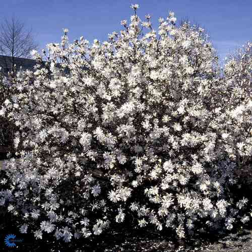 Tähtimagnolia 'Royal Star' 60-80 cm