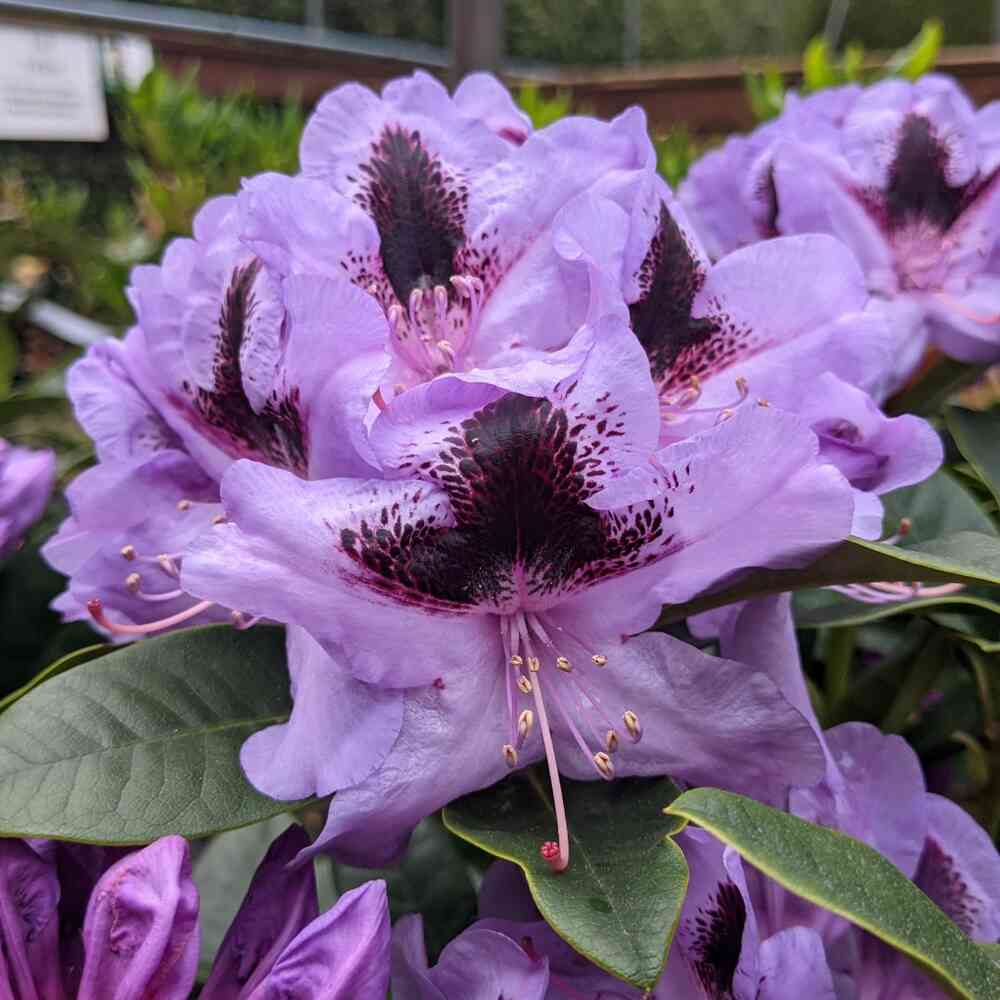 Alppiruusu 'Metallica'