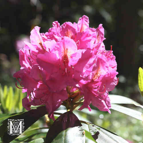 Alppiruusu 'Kristiina' FinE 40-60 cm