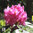 Alppiruusu 'Kristiina' FinE 40-60 cm