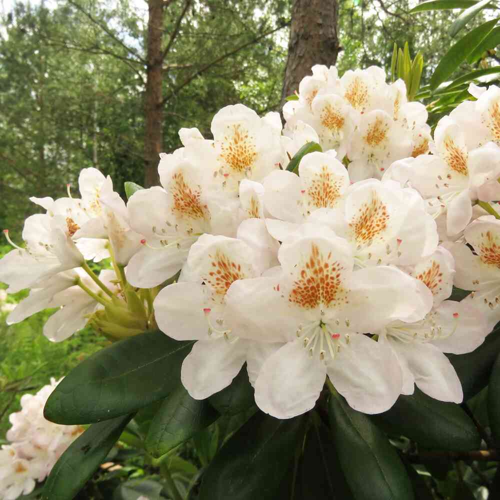 Alppiruusu 'Pernilla'