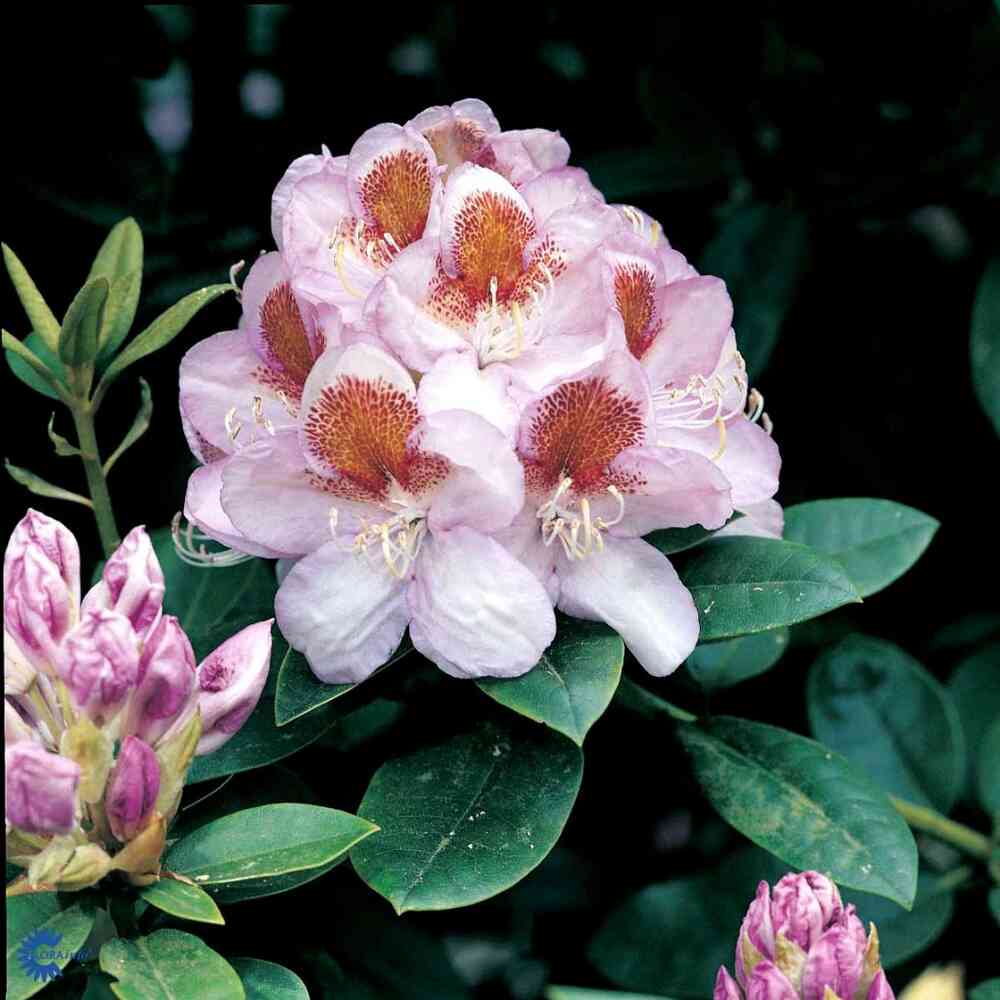 Alppiruusu 'Mrs T.H. Lowinsky'