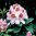 Alppiruusu 'Mrs T.H. Lowinsky'