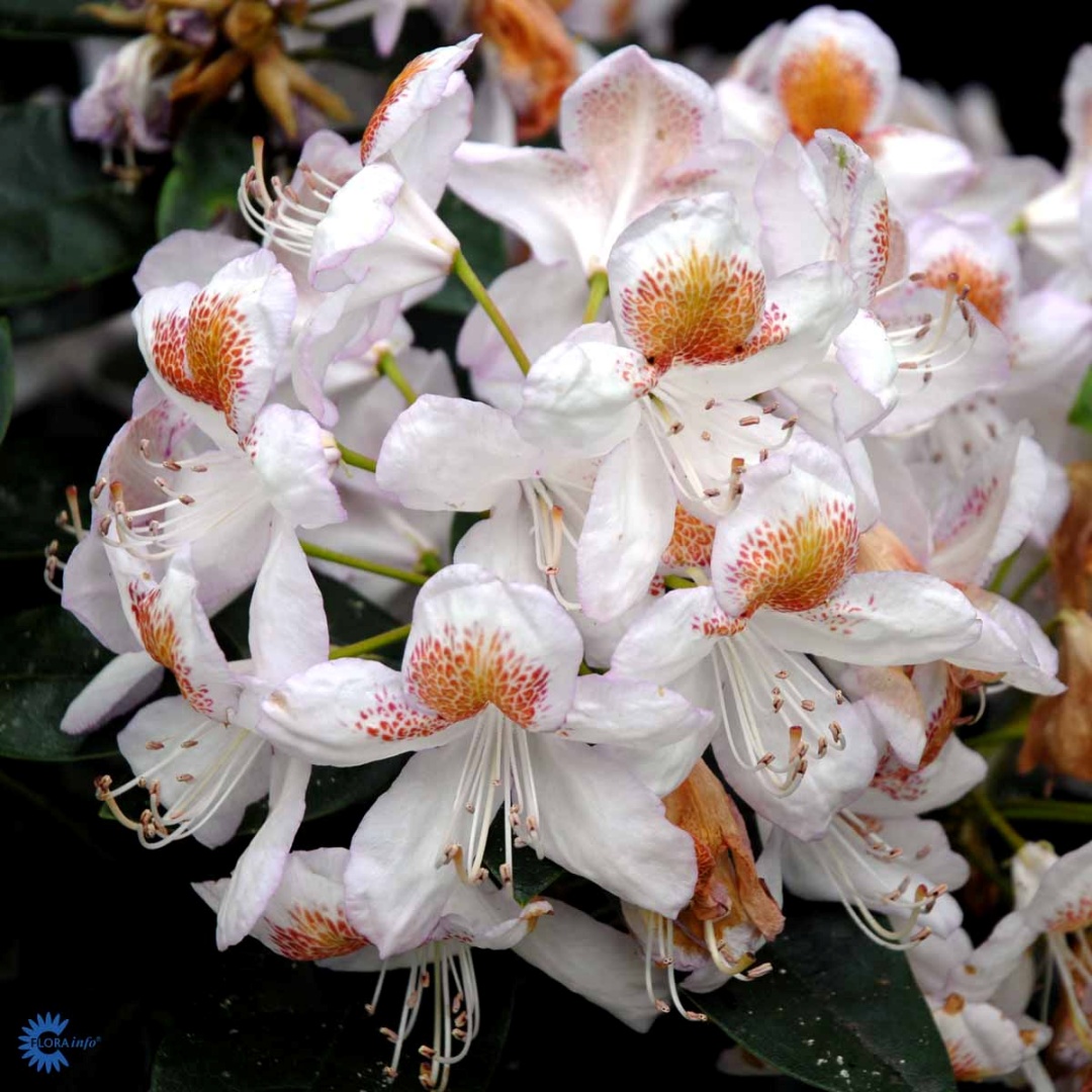 Alppiruusu 'Mrs T.H. Lowinsky'