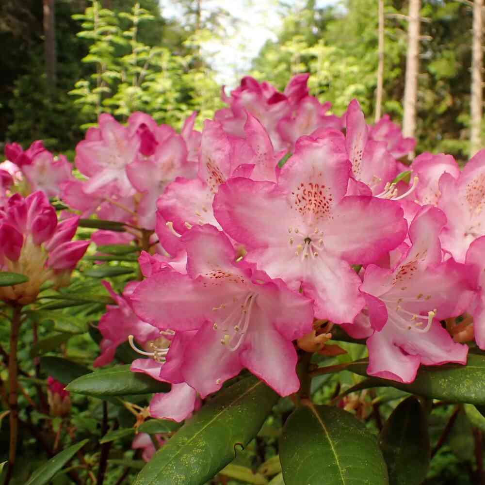 Alppiruusu 'Eija'
