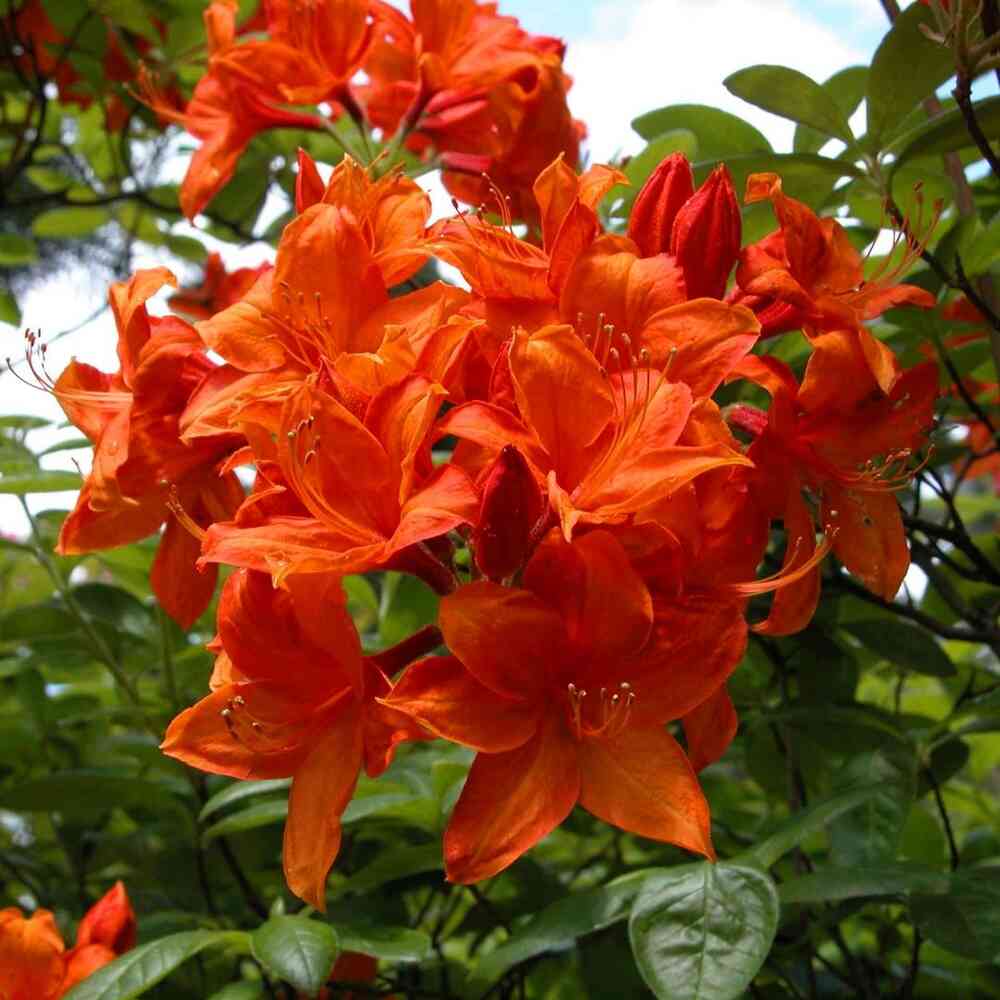 Puistoatsalea 'Royal Command'