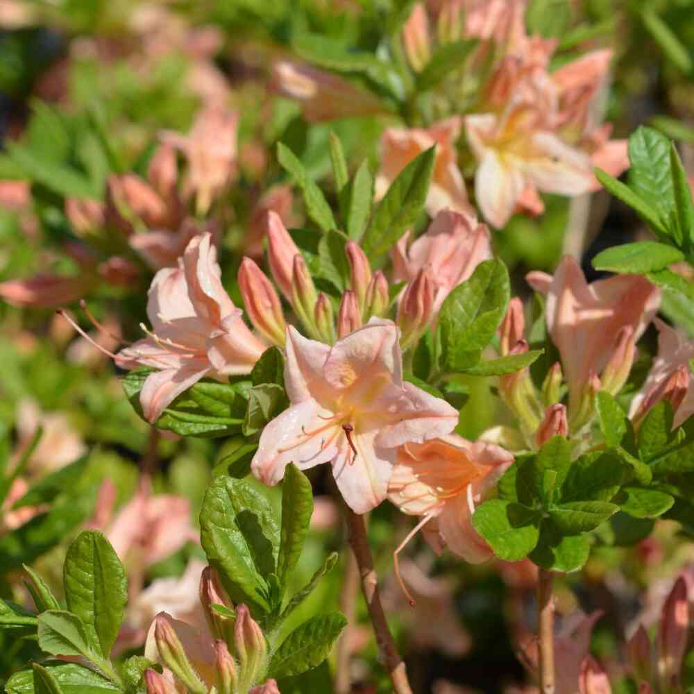 Atsalea 'Chanel'