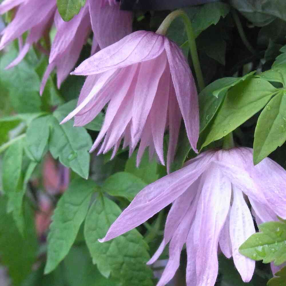 Tarha-alppikärhö 'Country Rose'