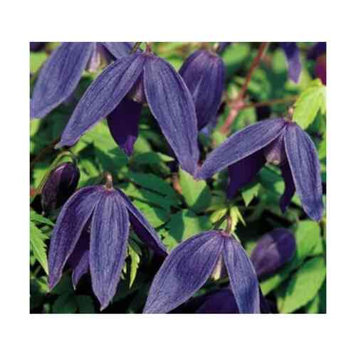 Tarha-alppikärhö 'Pamela Jackman'