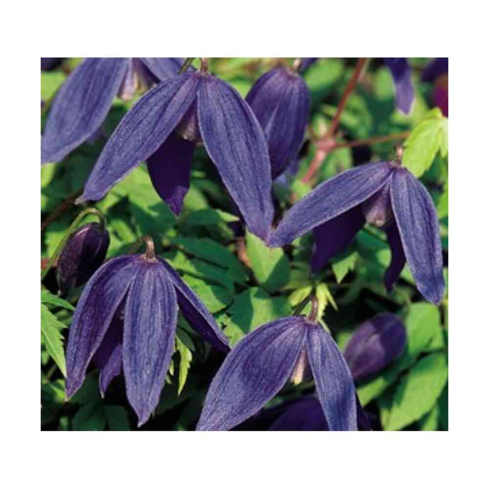 Tarha-alppikärhö 'Pamela Jackman'