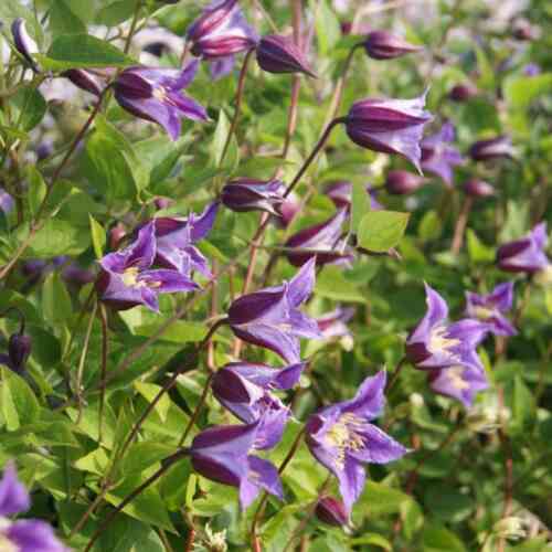 Texensis-Klematis 'Prince William'