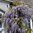 Sinisade 'Longwood Purple' 150-175 cm