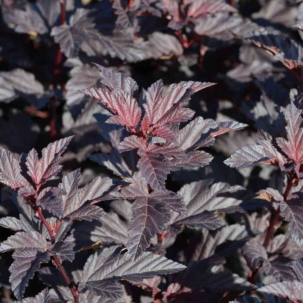 Purppuraheisiangervo 'Fireside'