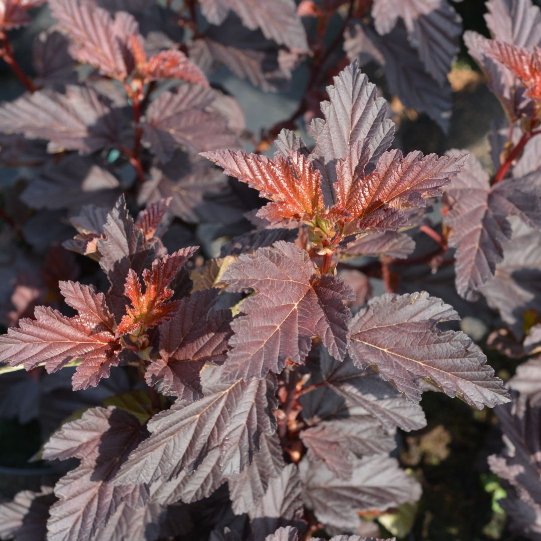 Purppuraheisiangervo 'Fireside'