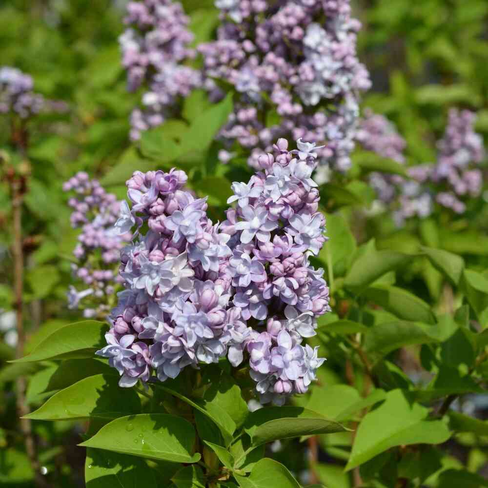 Jalosyreeni 'Michel Buchner'