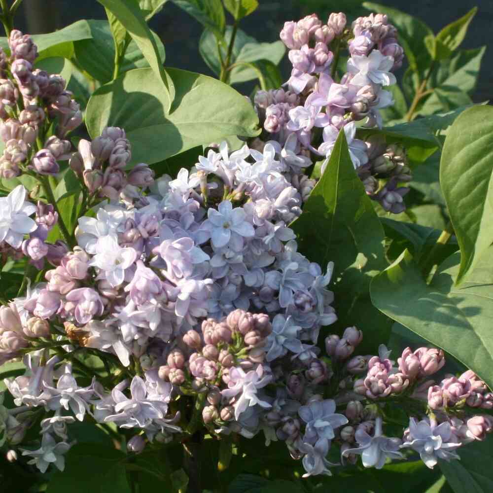 Jalosyreeni 'Nadezhda'