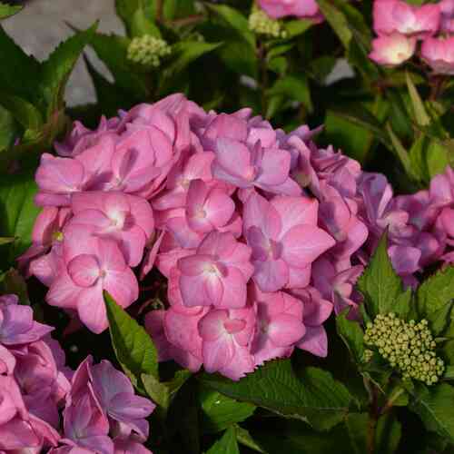 Safiirihortensia Flair & Flavours® 'Frozen Smoothie' 