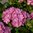 Safiirihortensia Flair & Flavours® 'Frozen Smoothie' 