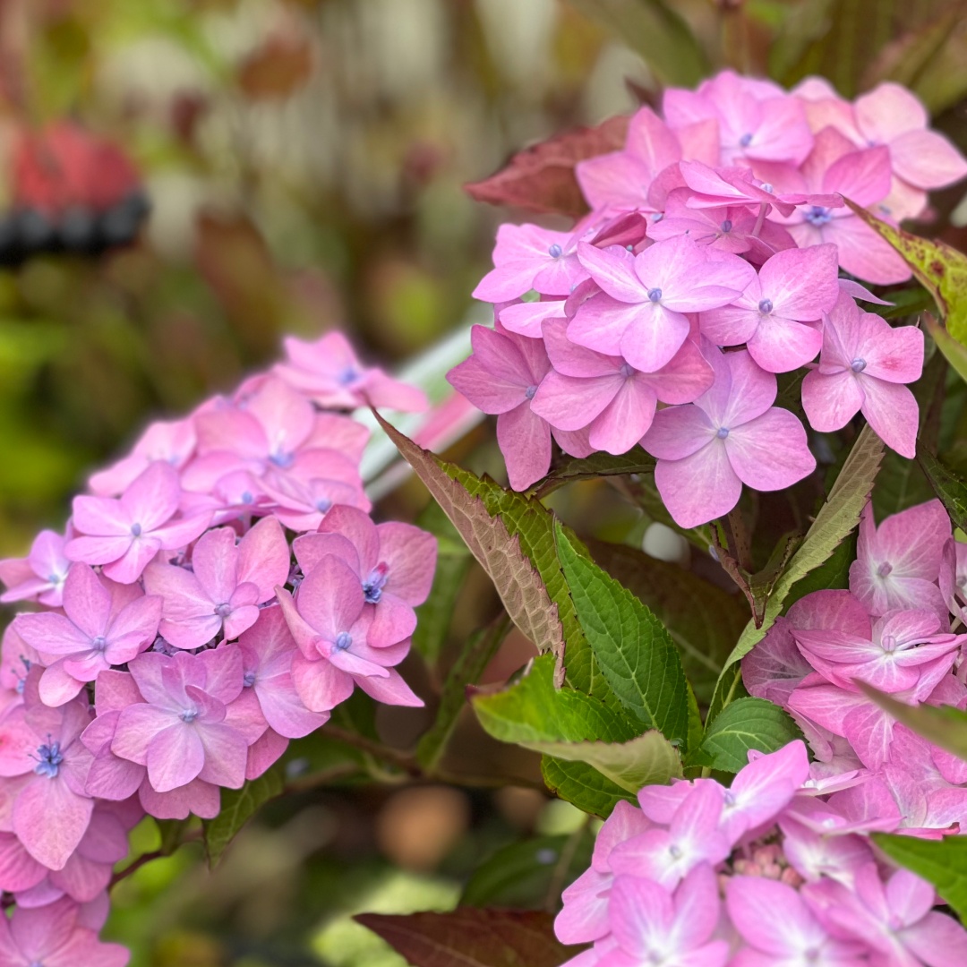 Safiirihortensia Flair & Flavours® 'Frozen Smoothie' 