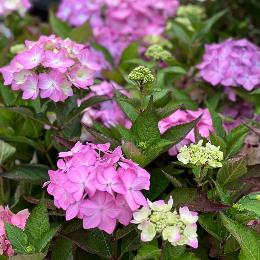 Safiirihortensia Flair & Flavours® 'Frozen Smoothie' 