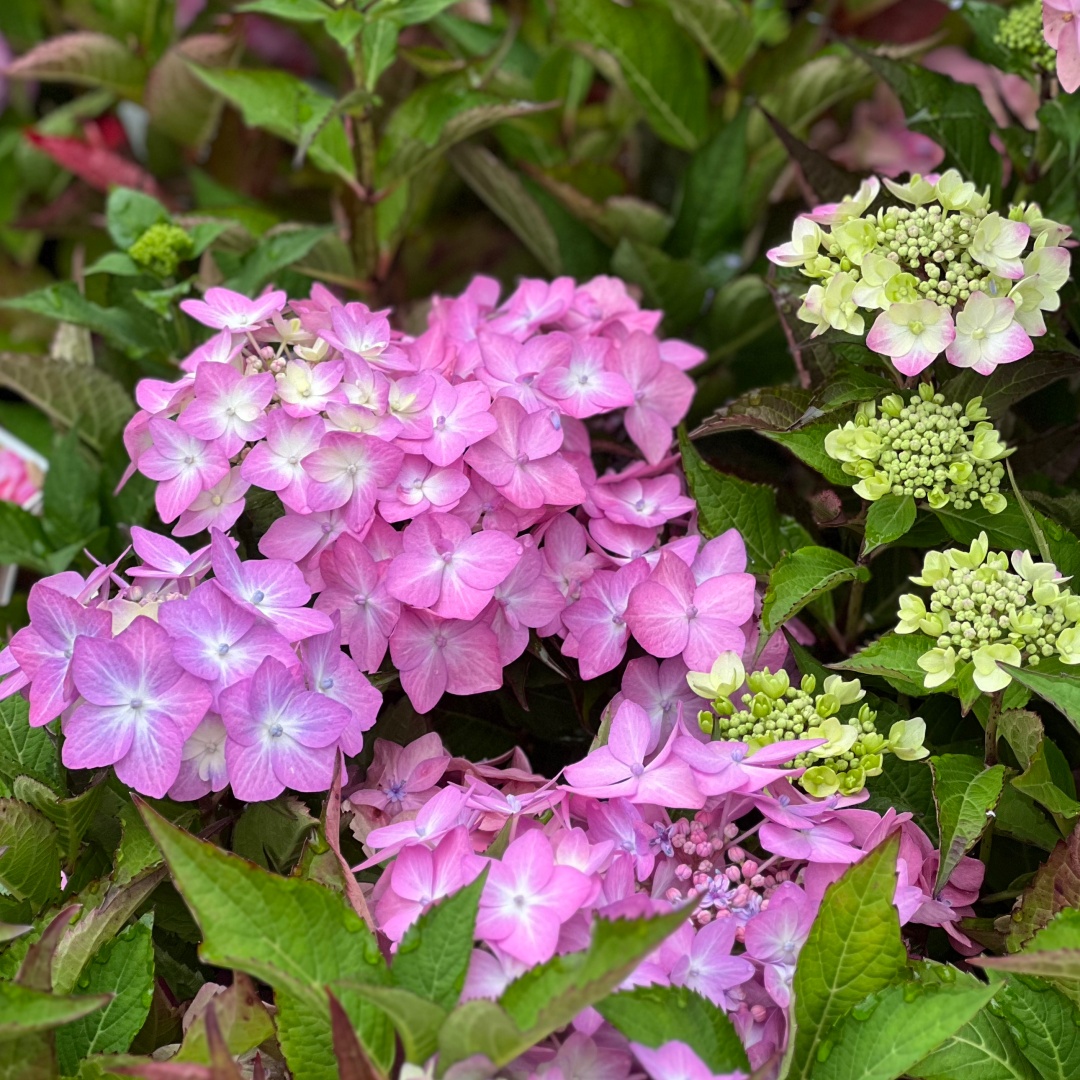Safiirihortensia Flair & Flavours® 'Frozen Smoothie' 