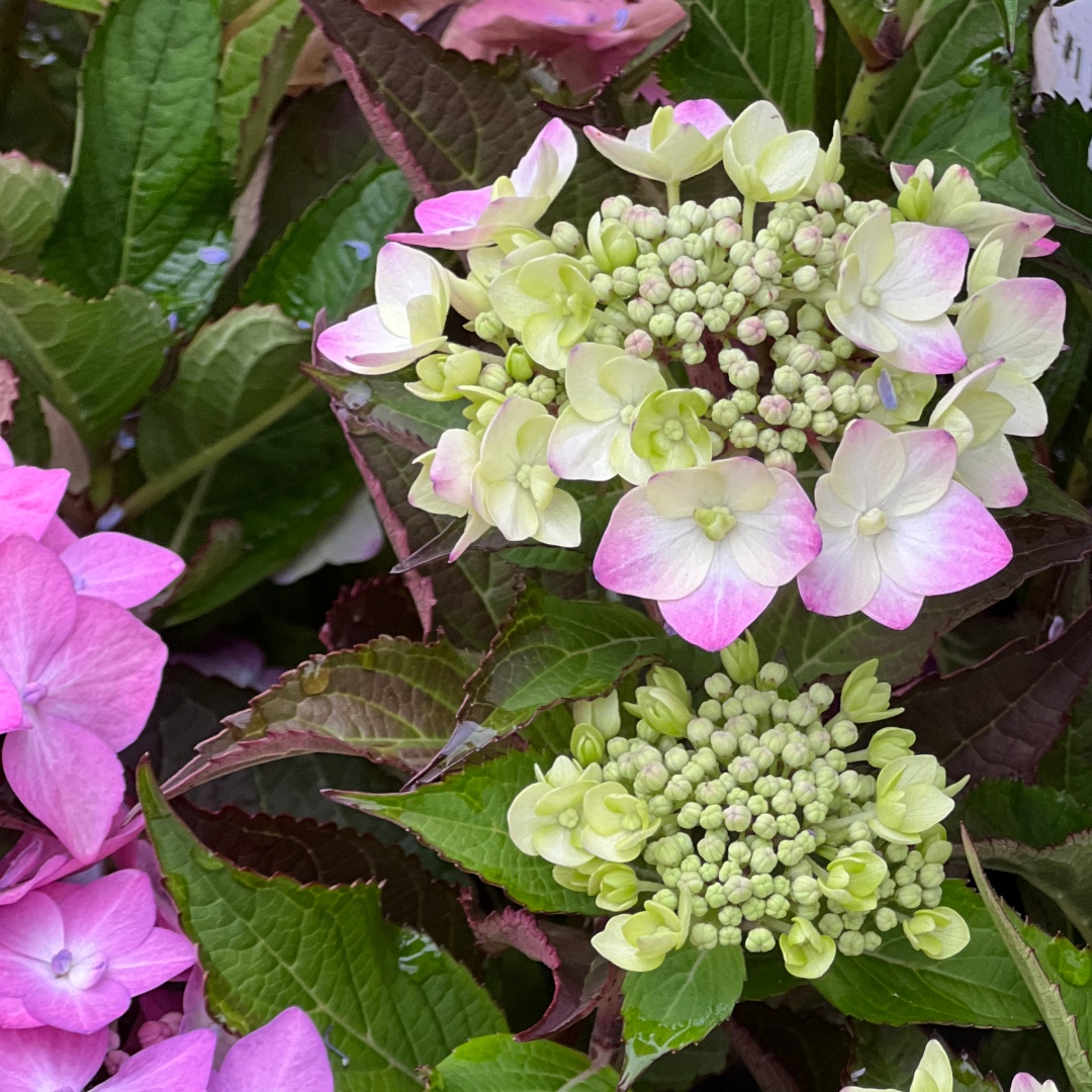 Safiirihortensia Flair & Flavours® 'Frozen Smoothie' 