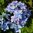Safiirihortensia Flair & Flavours® 'Blue Sprinkles'