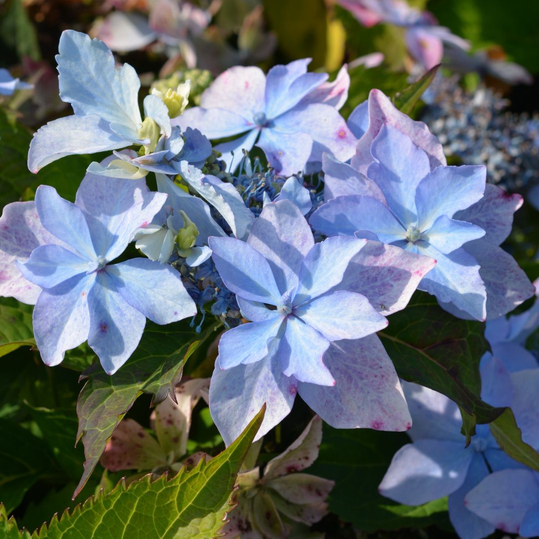 Safiirihortensia Flair & Flavours® 'Blue Sprinkles'
