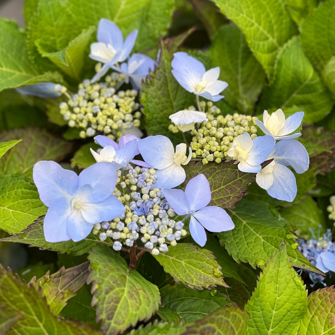Safiirihortensia Flair & Flavours® 'Blue Sprinkles'