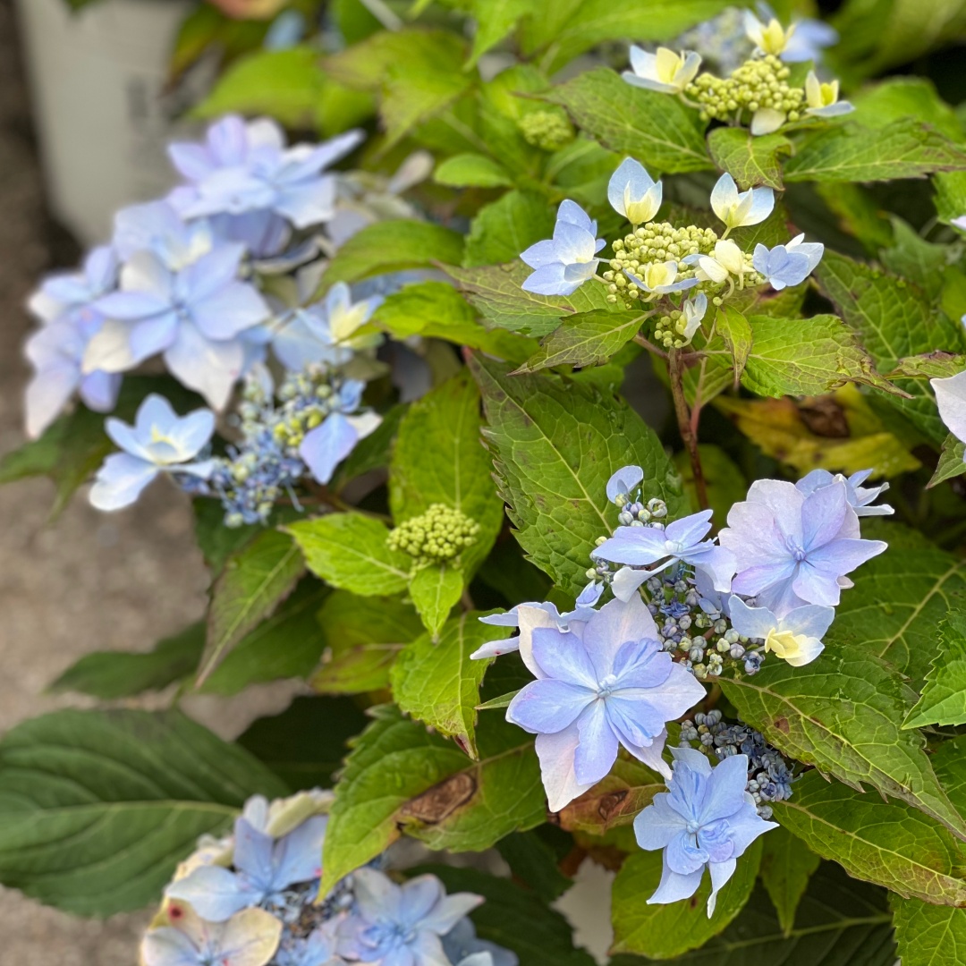 Safiirihortensia Flair & Flavours® 'Blue Sprinkles'