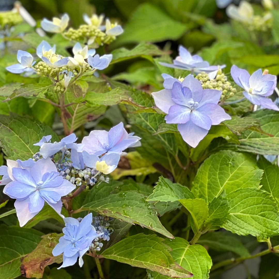 Safiirihortensia Flair & Flavours® 'Blue Sprinkles'