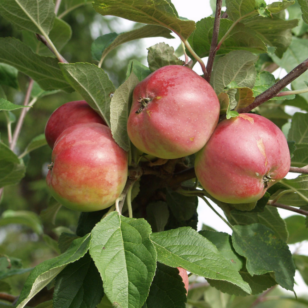 Tarhaomenapuu 'Talvikaneli'