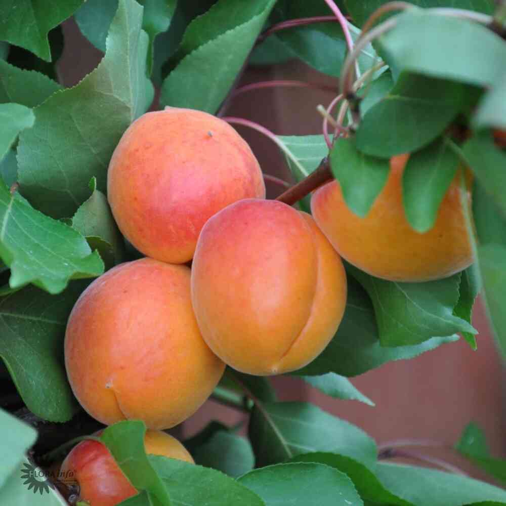 Aprikos 'Bergeron'
