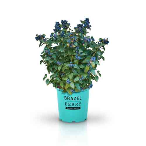 Pensasmustikka Brazelberry® 'Perpetua'