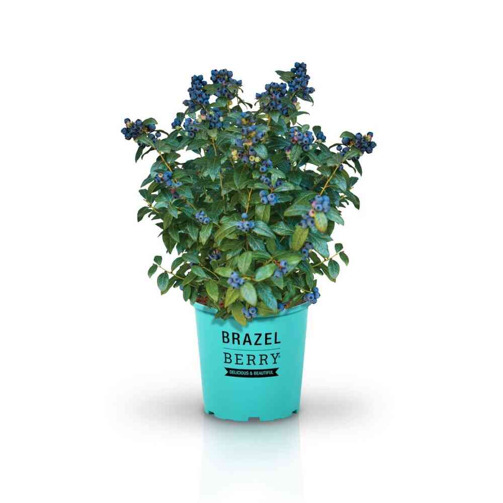 Pensasmustikka Brazelberry® 'Perpetua'