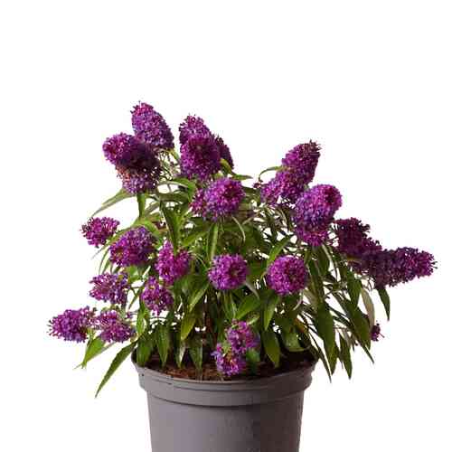 Syrenbuddleja  Butterfly Candy® Little Purple 30-40 cm