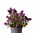 Syrenbuddleja  Butterfly Candy® Little Purple 30-40 cm