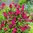 Syyssyrikkä Butterfly Candy® Little Ruby